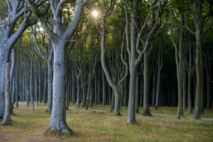 Beech tree forest at sunrise, Ghost Forest (Gespensterwald), Nienhagen, Baltic Sea, Western Pomerania, Mecklenburg-Vorpommern, Germany Beech tree forest at sunrise, Ghost Forest (Gespensterwald), Nienhagen, Baltic Sea, Western Pomerania, Mecklenburg-Vorpommern, Germany